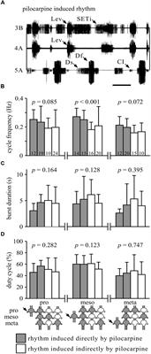 Rigidity and Flexibility: The Central Basis of Inter-Leg Coordination in the Locust